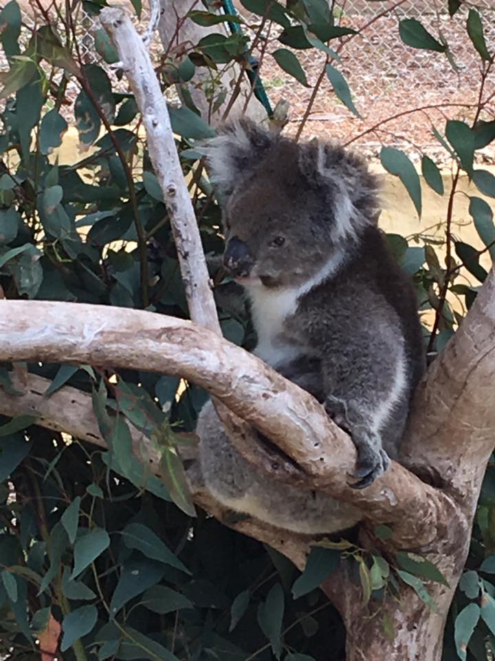 koala