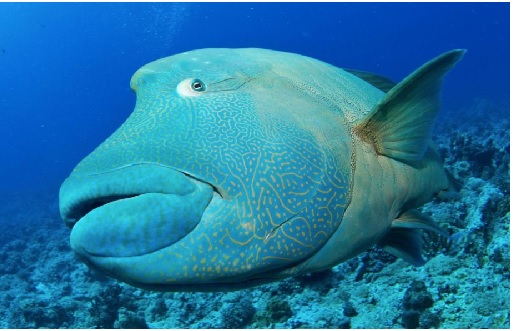 Etudier la biologie marine en Australie